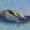 Dead Goldfinch study