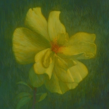 yellow rose